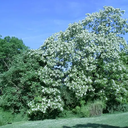 Couette-café Au Bois Des Tilleuls